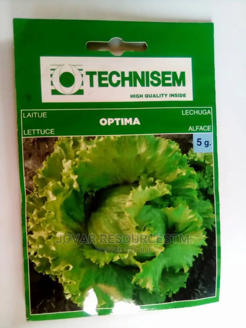Best Improved Lettuce Seeds (Higher Yield)