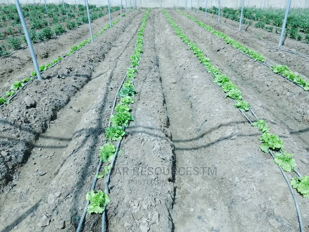 Best Improved Lettuce Seeds (Higher Yield)
