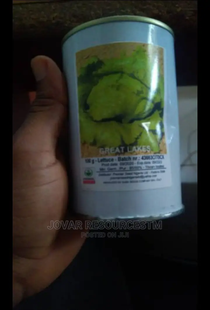 Best Improved Lettuce Seeds (Higher Yield)