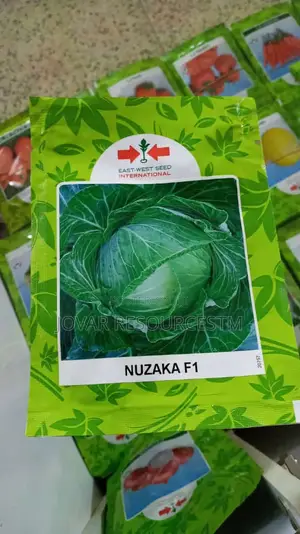 Best Cabbage Seeds of Higher Yield