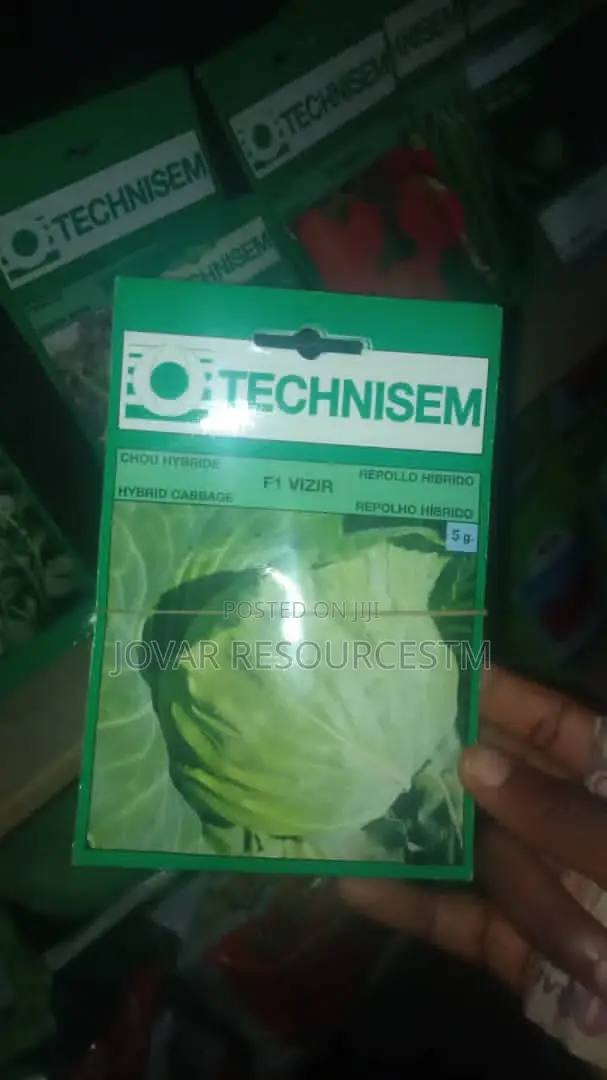 Best Cabbage Seeds of Higher Yield