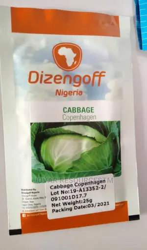 Best Cabbage Seeds of Higher Yield