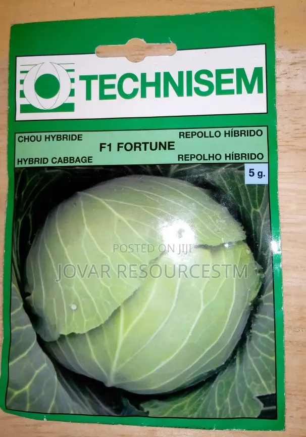 Best Cabbage Seeds of Higher Yield