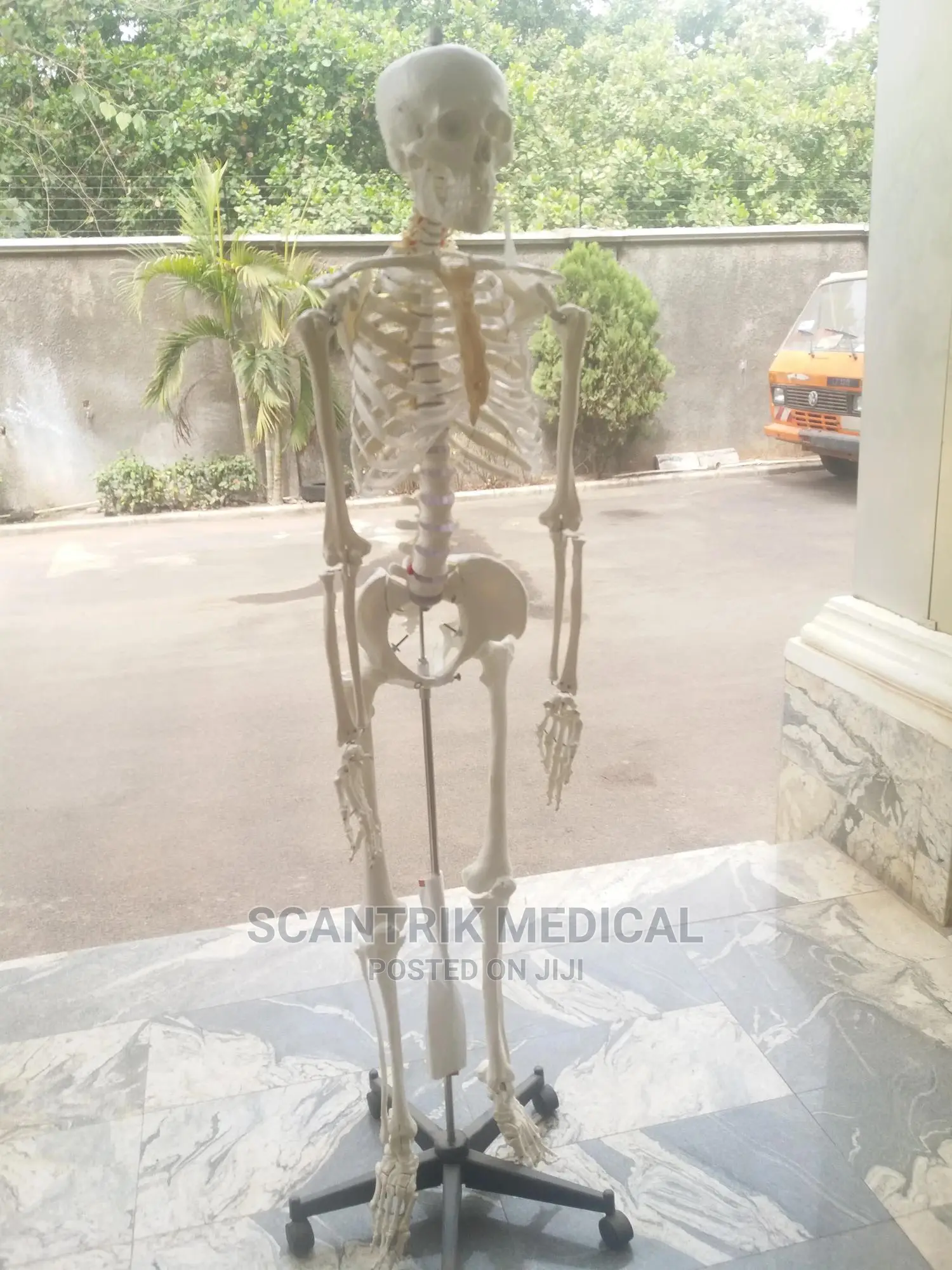High Quality Skeletal System