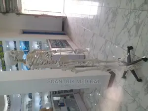 Human Skeleton Model (Mounted on a Rolling Stand)