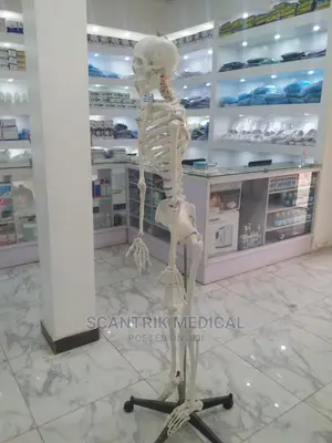 Skeletal System Chart Human Skeleton Labeled