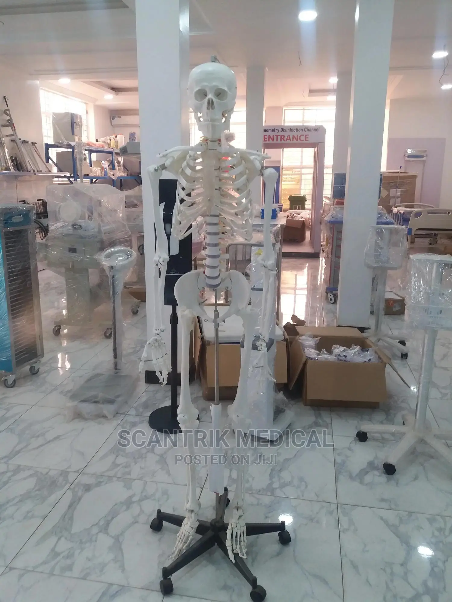 Human Skeleton Natural