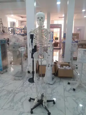 Human Skeleton Natural