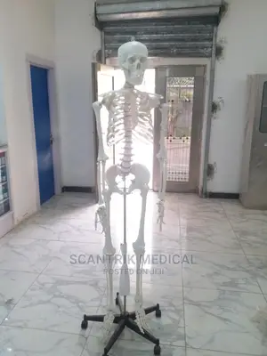 Scantrik Medical Supplies Human Skeletons