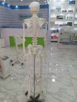 Human Skeletons Label Bones