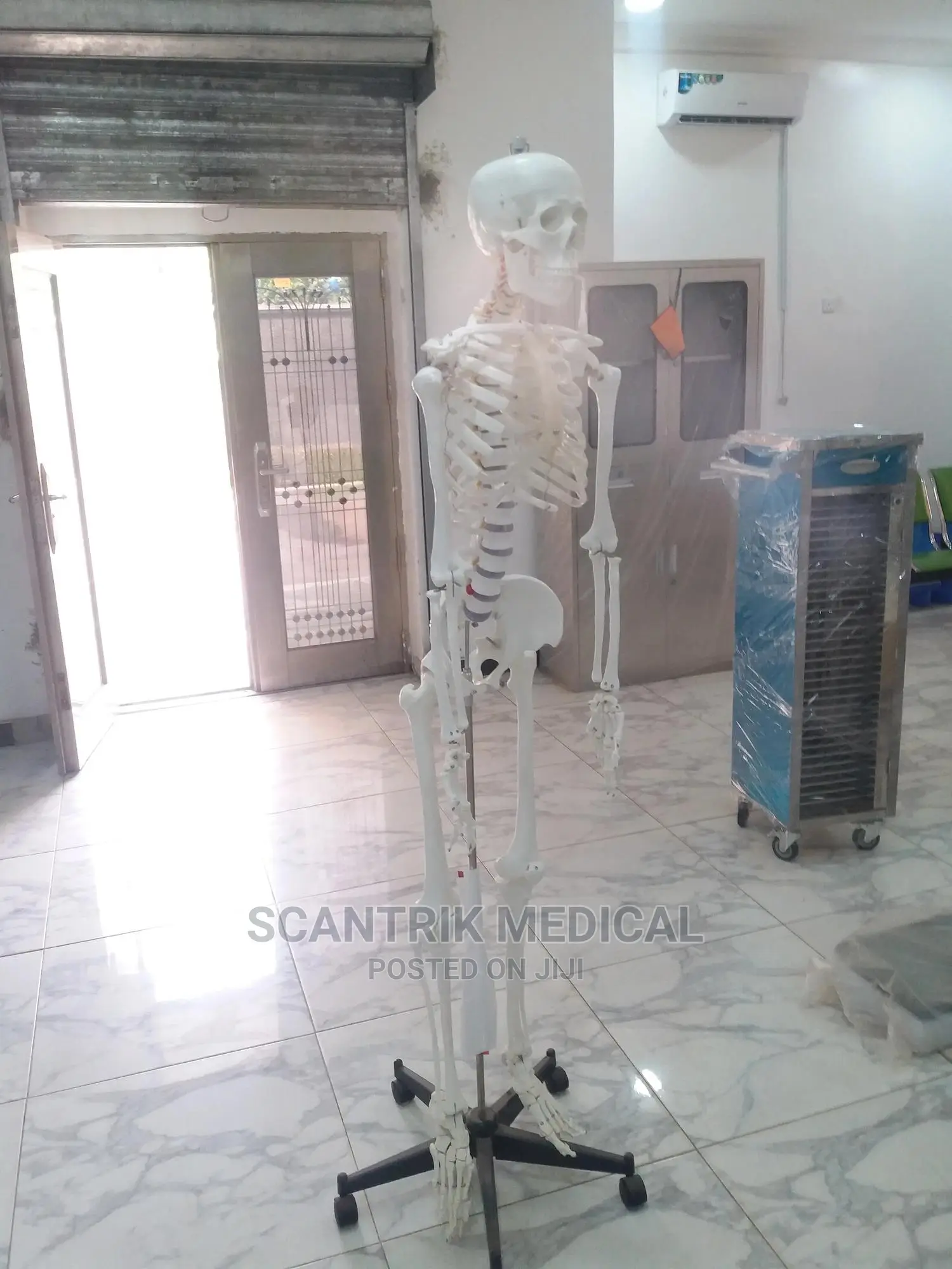 Human Skeleton Model - Medium