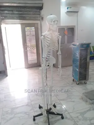 Human Skeleton Model - Medium