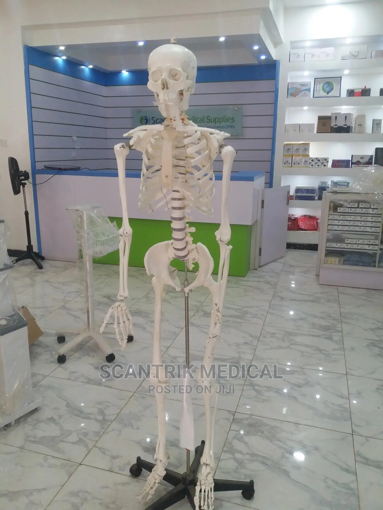 Skeletal System Anatomical Chart