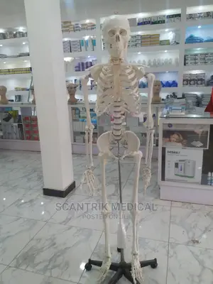 Human Skeleton Anatomy Poster (18 X 27)