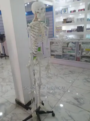 Medical Skeletons Bones