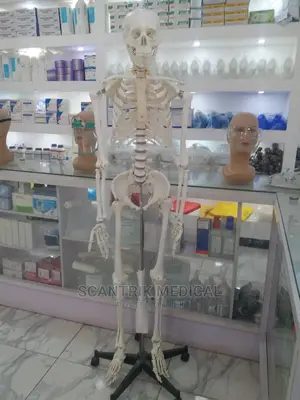 Human Skeleton Replica With Removable Calvarium