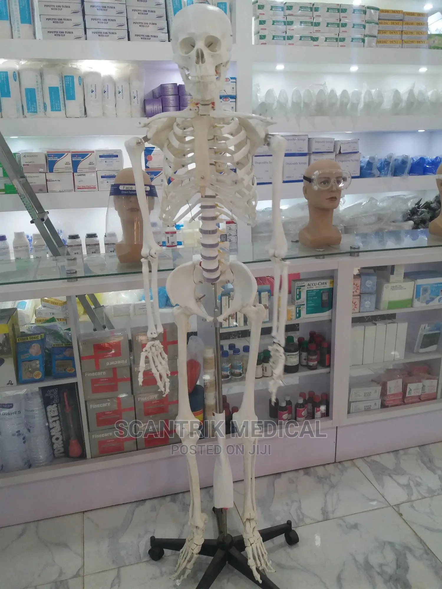 Good Quality Medical Human Skeleton Labeled