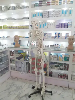 Skeleton - Label Diagram of Human Skeleton