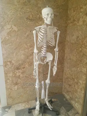 Scantrik Medical Supplies Human Skeleton Labeled Diagram