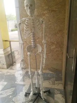 Diagram Human Skeleton Labeled