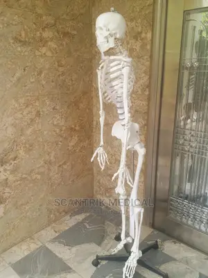 Medical Terminology Skeletal System (Human Skeleton Bones)