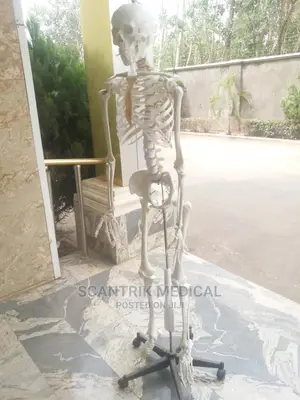 White Human Skeletons