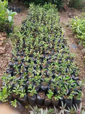 Osas Budded Fruits of All Kind