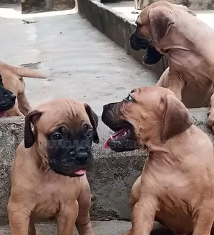 1-3 months Female Purebred Boerboel