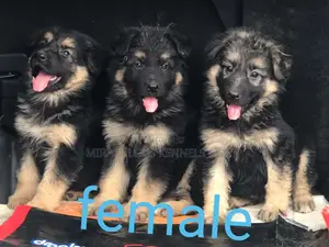 1-3 months Female Purebred German Shepherd