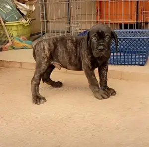 1-3 months Male Purebred Boerboel