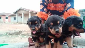 0-1 month Male Purebred Rottweiler