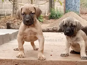 1-3 months Female Purebred Boerboel