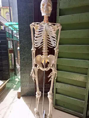 Human Skeleton 6ft