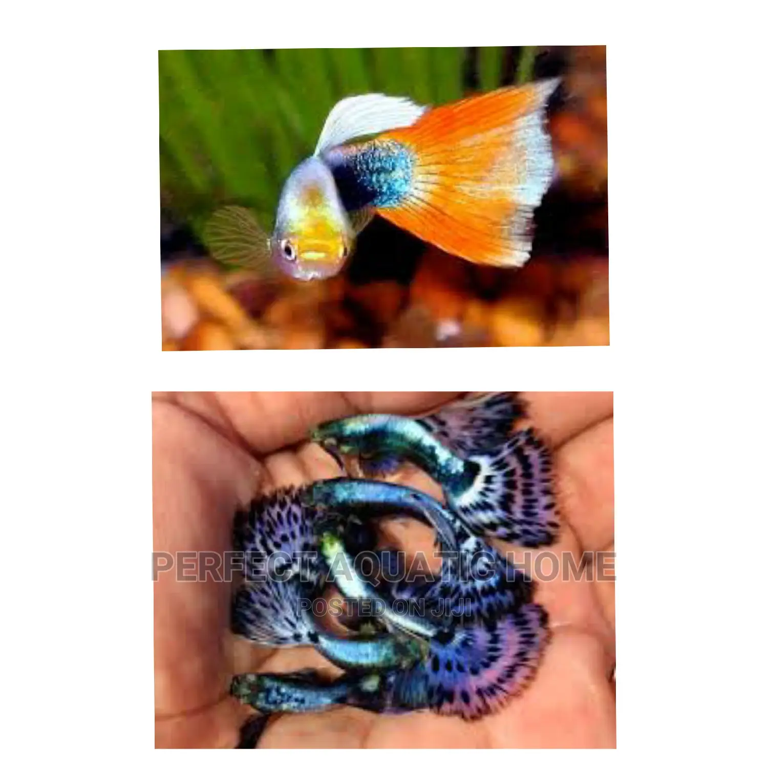 Guppy Fish Fancy Tail