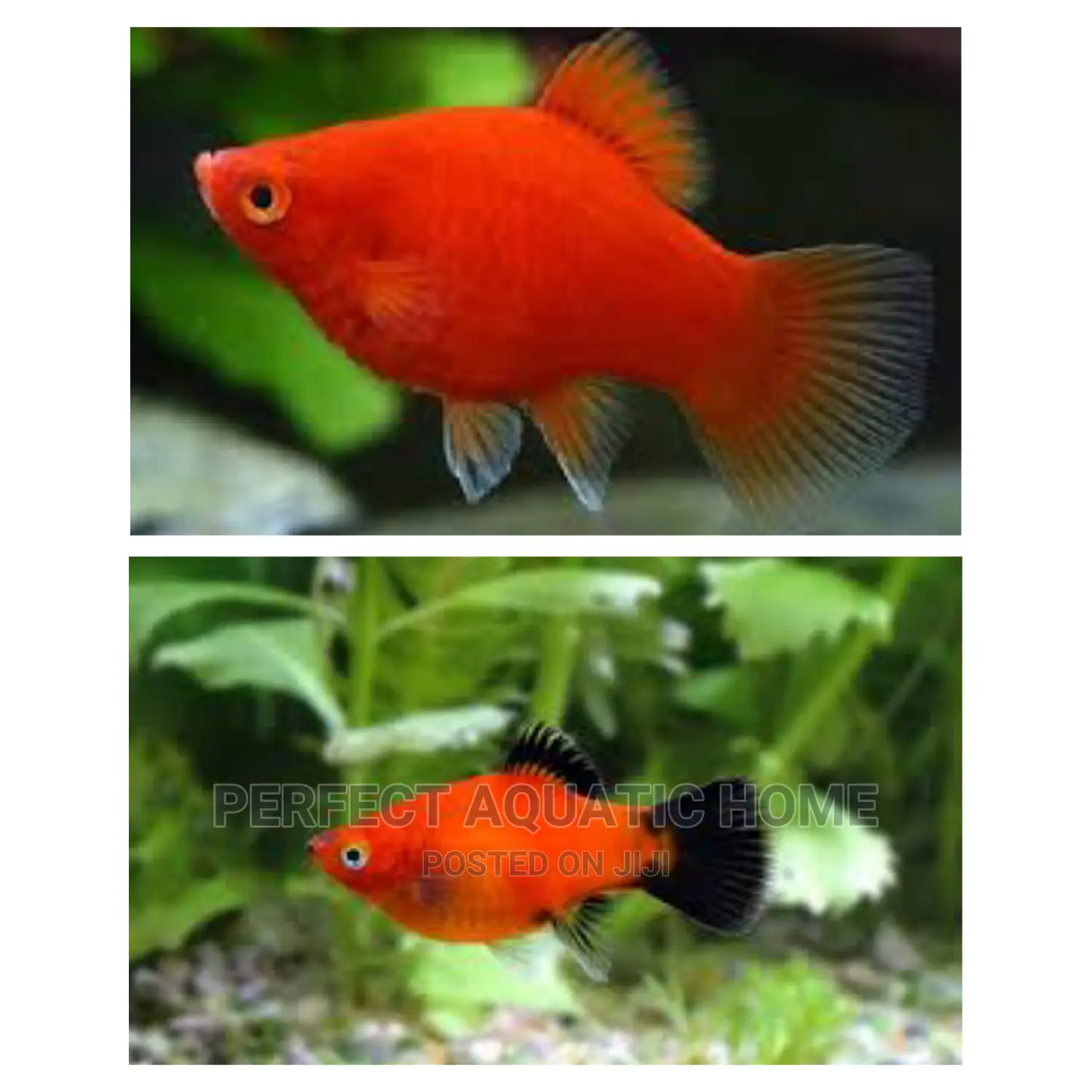 Red Platy Fish