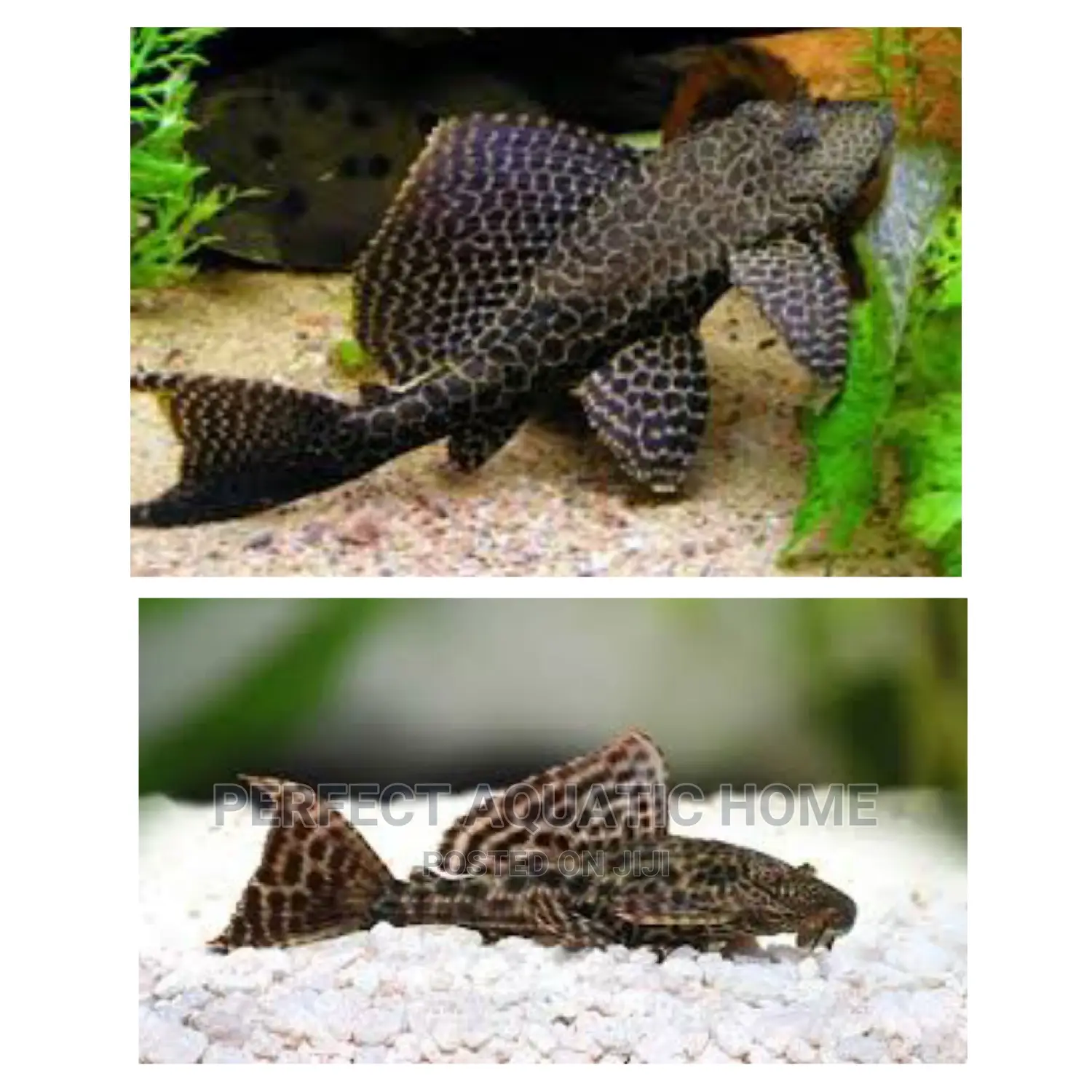 Pleco / Aquarium Cleaner