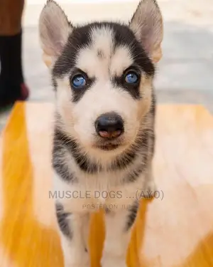 0-1 month Female Purebred Siberian Husky