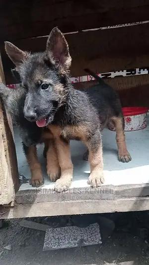 1-3 months Female Purebred German Shepherd