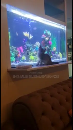 Massive Aquariums