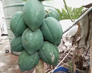 Dwarf Pawpaw Seedlings/Seeds