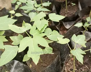 Dwarf Organic Pawpaw-Matures in 6-7 Months.