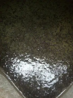 Catfish Hybrid Fingerlings