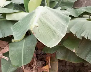 Carvendish Dwarf Banana Suckers.
