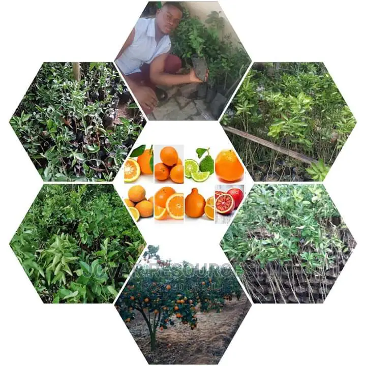Best Budded Dwarf Improved Citrus Double Budded Citrus