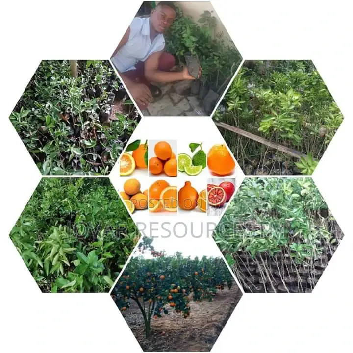 Best Budded Dwarf Improved Citrus Double Budded Citrus