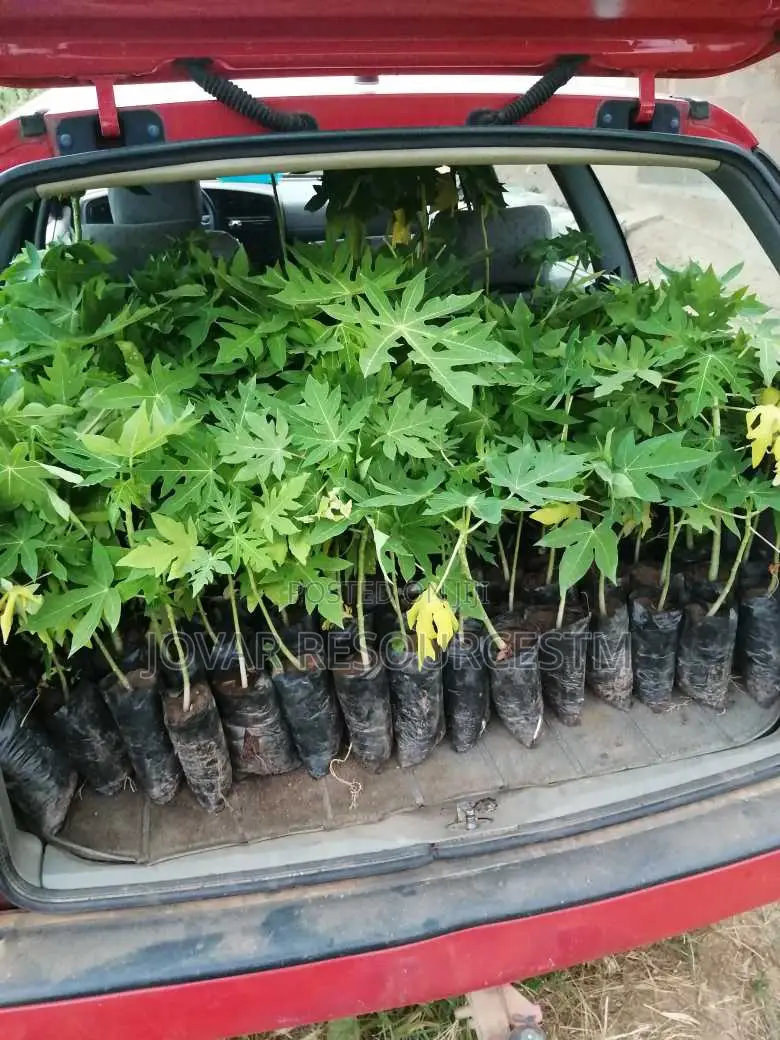 Best High Yield Dwarf Pawpaw Seedling / Nursery