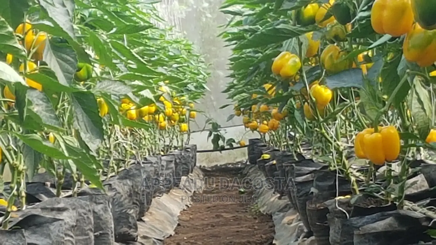 Agronomist