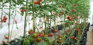 Agronomist