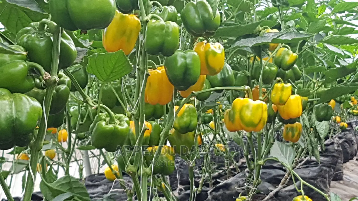 Agronomist