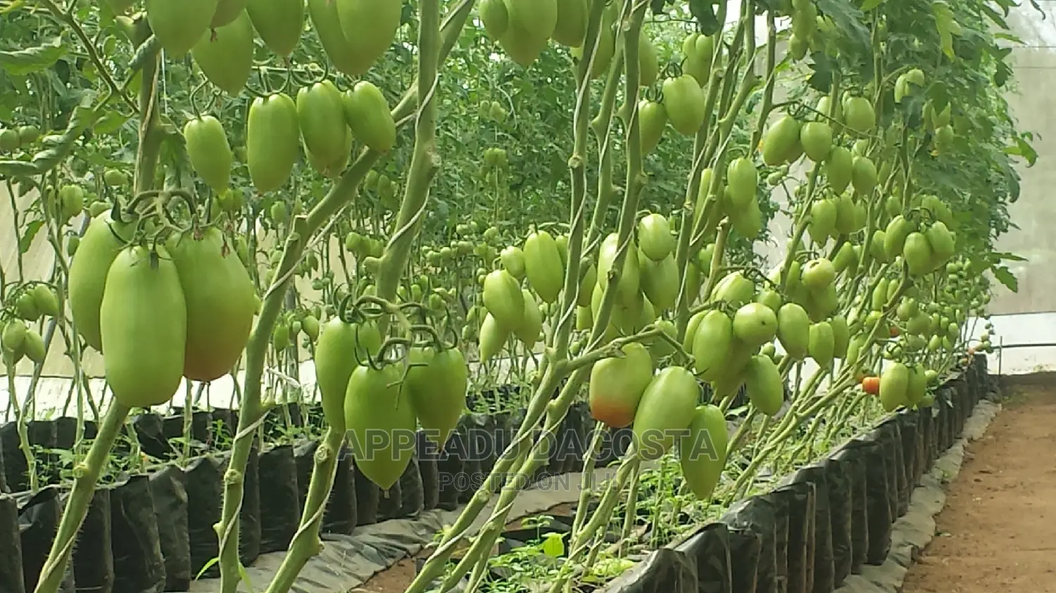 Agronomist